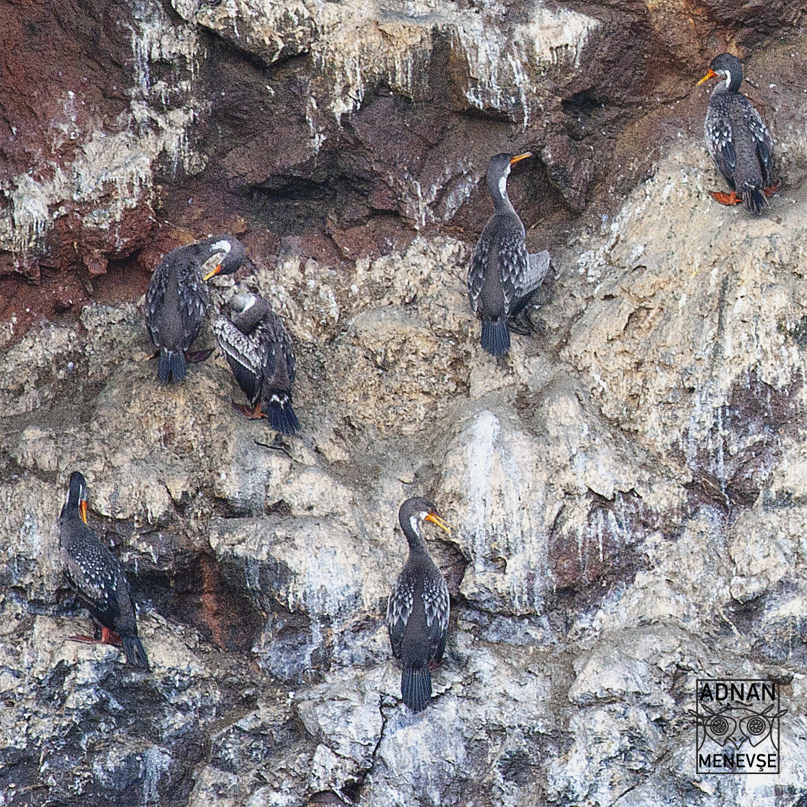 Red-legged Cormorant